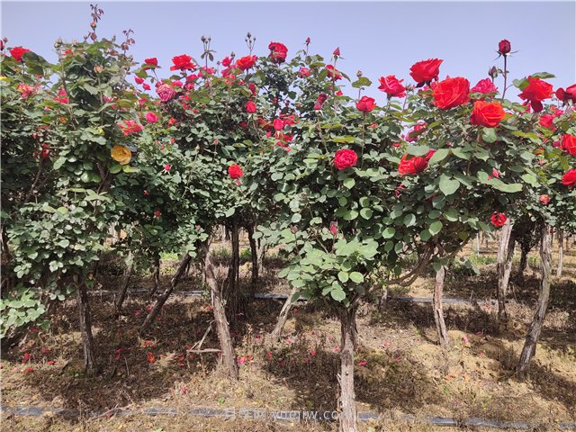 園林綠化常見(jiàn)問(wèn)題總結(jié)，值得收藏(圖1)