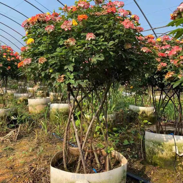 新型月季花籃，小高桿月季玩出新花樣(圖2)