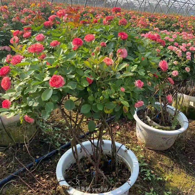 新型月季花籃，小高桿月季玩出新花樣(圖3)
