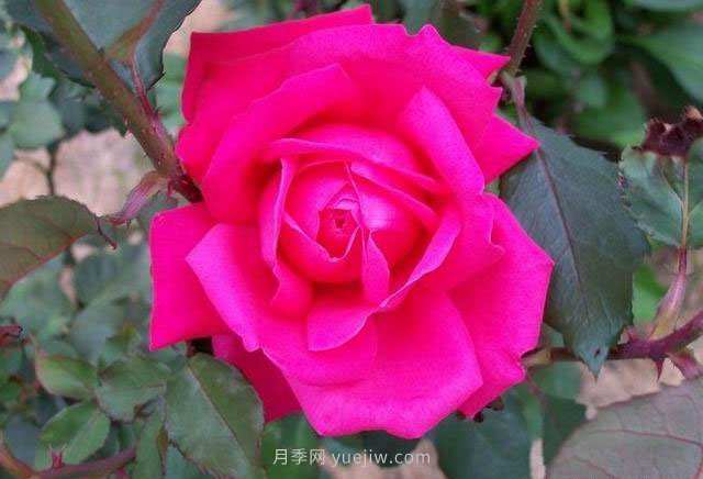 高級(jí)舞會(huì)月季的優(yōu)缺點(diǎn)是什么？(圖1)