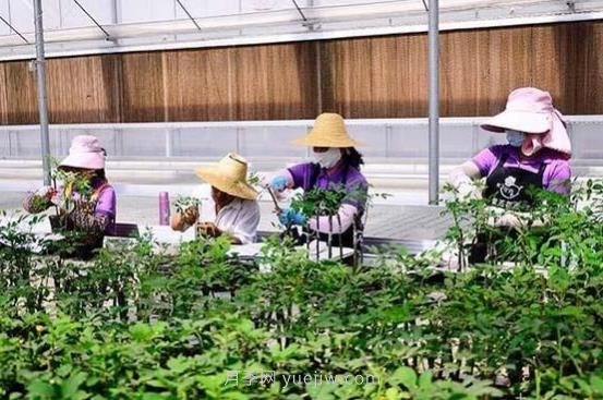 數(shù)字賦能農(nóng)業(yè) 玉溪紫玉花卉200萬(wàn)盆栽玫瑰銷路俏(圖1)