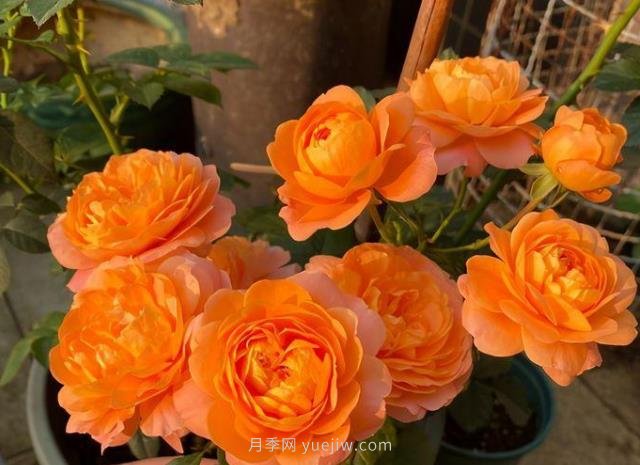 陽臺(tái)養(yǎng)月季果汁陽臺(tái)是首選，5大優(yōu)點(diǎn)告訴你(圖3)
