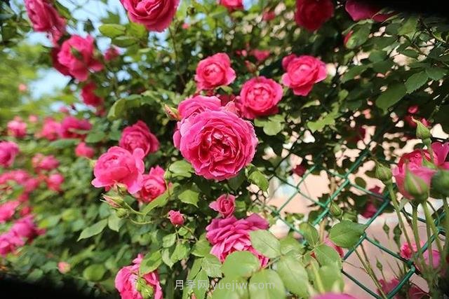 茶葉水可以澆月季花嗎？(圖1)