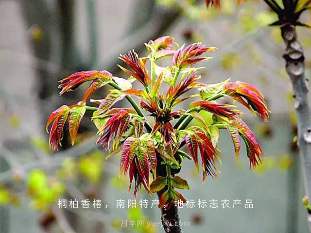 桐柏香椿樹應(yīng)該如何種植？(圖1)