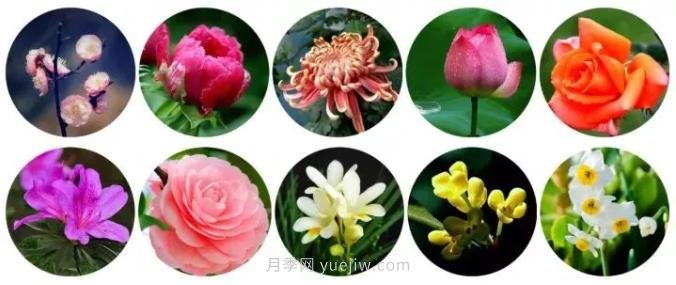 中國有哪十大名花，驚艷世界！(圖1)