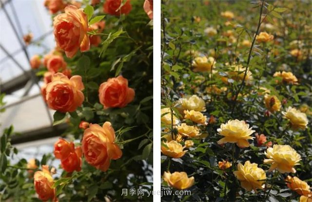 月季突然換了臉？不用擔心，是芽變啦！(圖2)