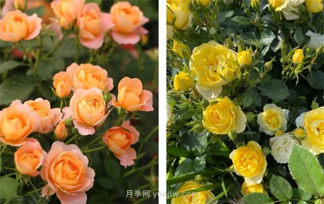 月季突然換了臉？不用擔心，是芽變啦！(圖4)
