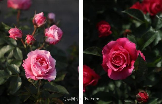 月季突然換了臉？不用擔心，是芽變啦！(圖6)