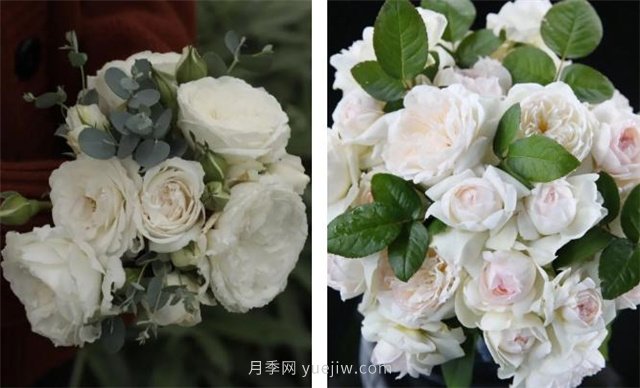 月季突然換了臉？不用擔心，是芽變啦！(圖7)