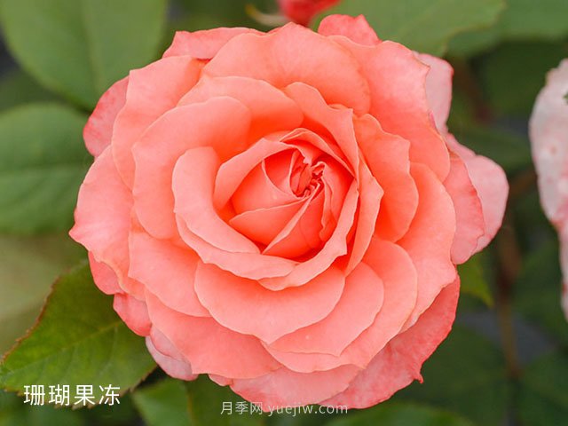 十大日本河本純子月季品種推薦，讓你欲罷不能(圖3)