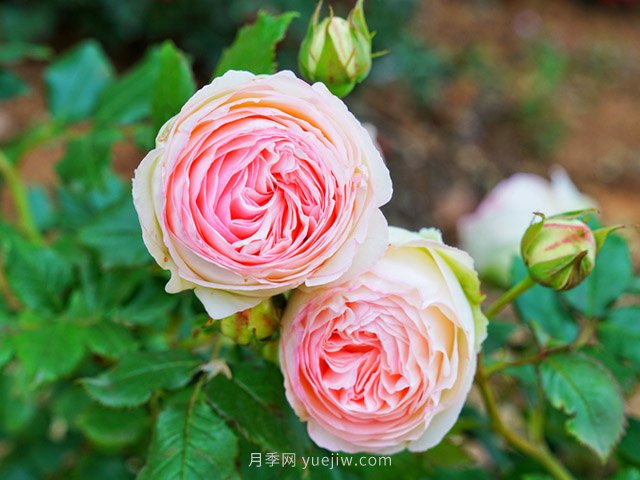 月季花卉生長的五個(gè)重要因素(圖1)