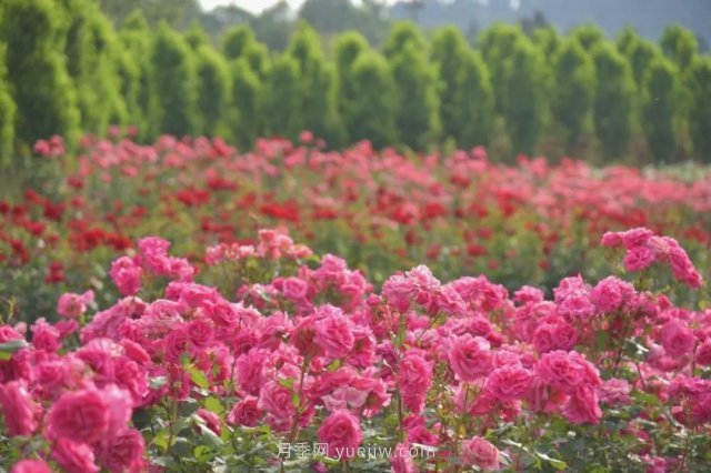 月季打造美麗鄉(xiāng)村，南陽月季美化衢州鄉(xiāng)村振興之路(圖1)