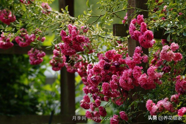 盤點(diǎn)五款耐熱耐曬月季，南方花友照樣養(yǎng)(圖5)