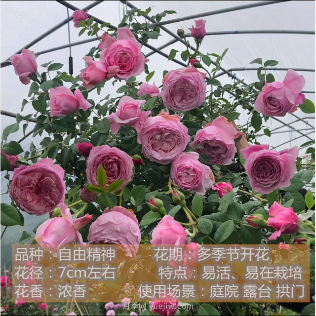 炎炎夏日有花香，推薦四款比較香的月季(圖1)