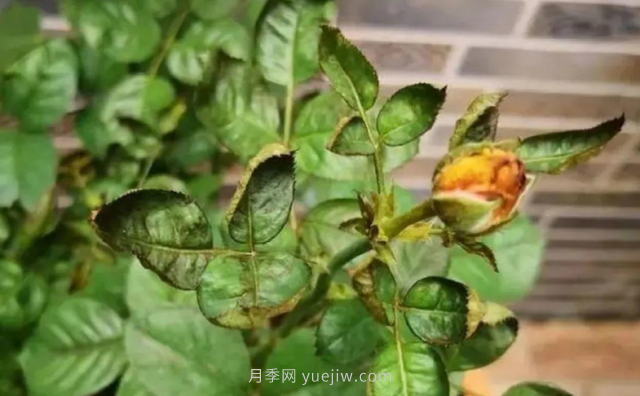 7月月季常爆發(fā)這3種蟲害，對癥下藥無煩惱(圖4)