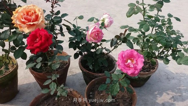 盆栽月季度夏養(yǎng)護(hù)手冊，病蟲害防治和促花技巧(圖1)
