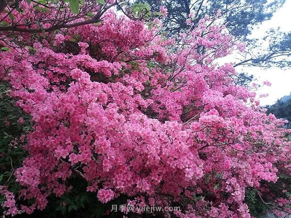 各地賞花經(jīng)濟(jì)興起，這些月季苗木又火了一把(圖2)