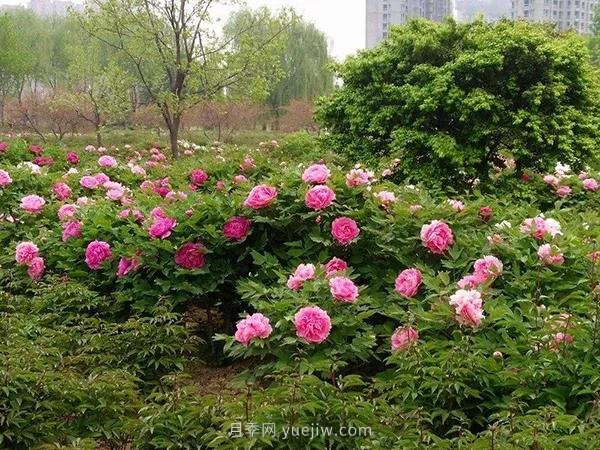 各地賞花經(jīng)濟(jì)興起，這些月季苗木又火了一把(圖4)