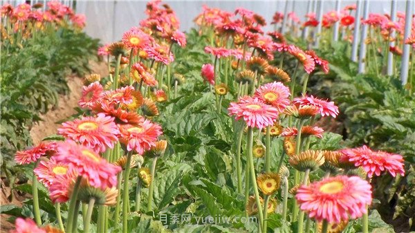 平頂山葉縣：花卉產業(yè)綻放“美麗經濟”(圖2)