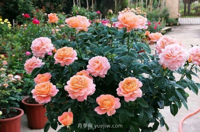 陽臺(tái)養(yǎng)月季果汁陽臺(tái)是首選，5大優(yōu)點(diǎn)告訴你(圖2)
