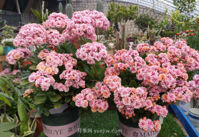 夏天不能買的7種花，再漂亮也要管住手(圖6)
