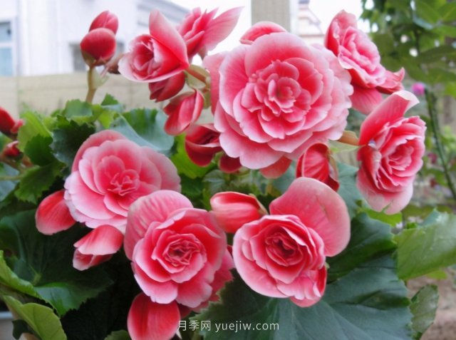 夏天不能買的7種花，再漂亮也要管住手(圖1)