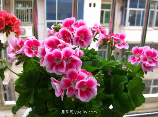 夏天不能買的7種花，再漂亮也要管住手(圖2)
