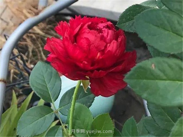 夏天隨便養(yǎng)，20個不怕熱的耐熱月季品種推薦(圖16)