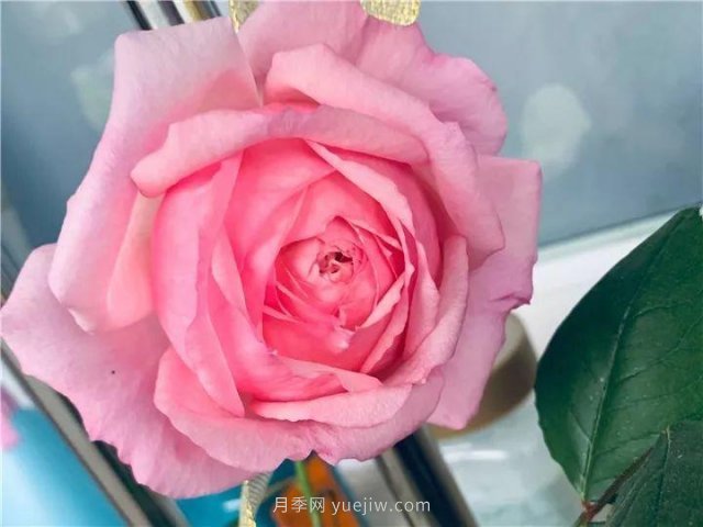 夏天隨便養(yǎng)，20個不怕熱的耐熱月季品種推薦(圖10)