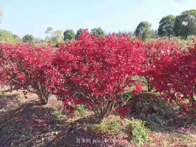 想依靠叢生苗賺大錢，你得先看透這些問題(圖1)