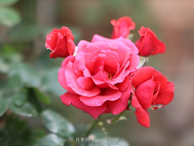 全國花卉苗木主產(chǎn)區(qū)分析，月季主產(chǎn)區(qū)在南陽(圖1)