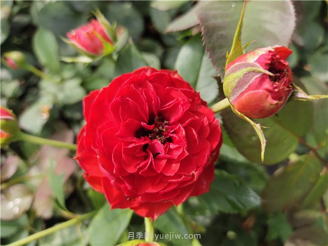 新手月季花友買什么品種？給大家分享5種經(jīng)典品種(圖3)