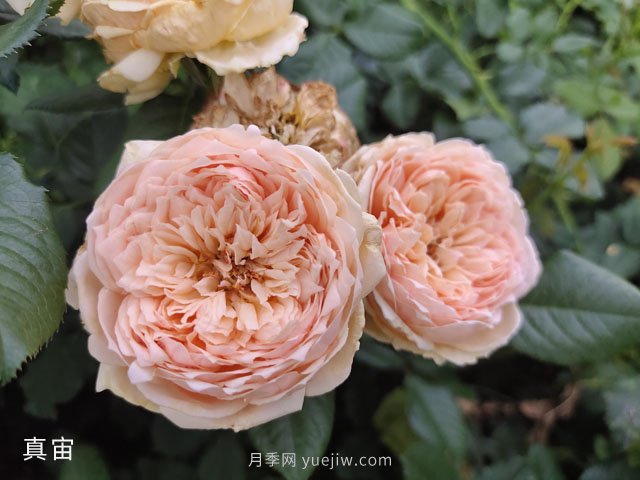 新手月季花友買什么品種？給大家分享5種經(jīng)典品種(圖5)