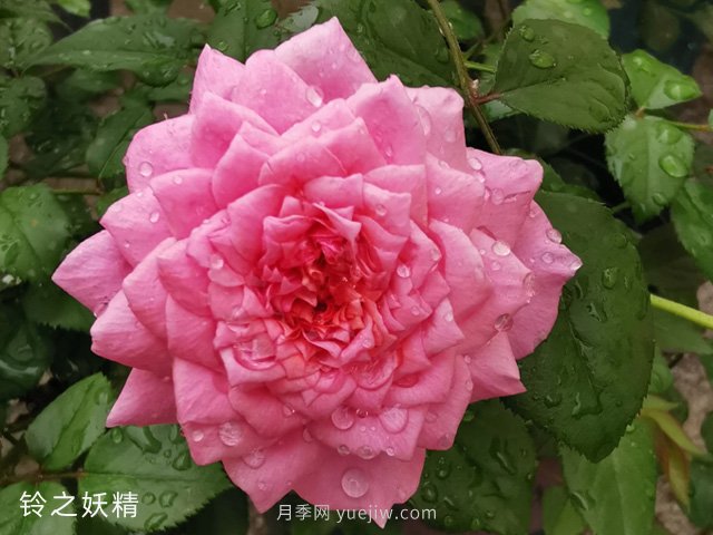 推薦5個漂亮月季品種適合秋天養(yǎng)，耐熱耐寒性都優(yōu)秀(圖1)