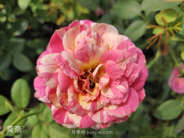 推薦5個漂亮月季品種適合秋天養(yǎng)，耐熱耐寒性都優(yōu)秀(圖5)