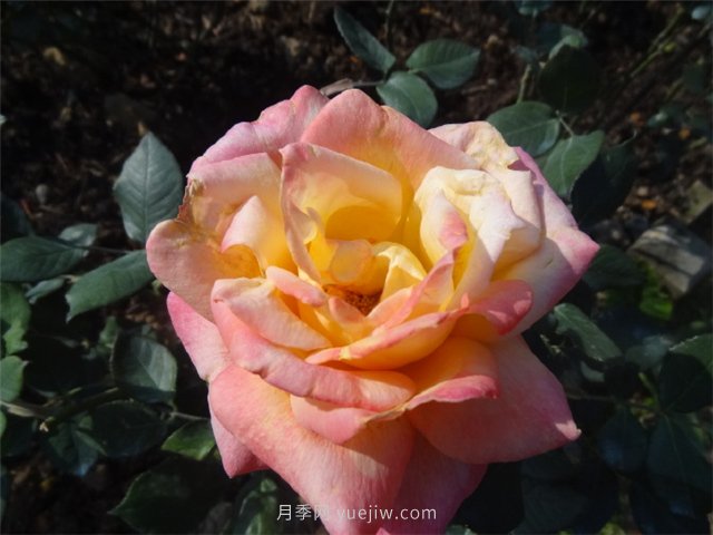 農(nóng)村創(chuàng)業(yè)九死一生，為什么那么難？(圖1)
