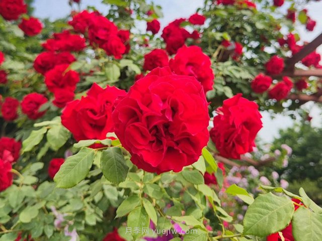 臨沂月季大姐袁蕾：妙手匠心勤耕耘 贈予一城四時春(圖2)