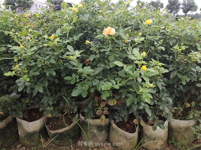 大缽盆栽月季，多年生大花美植袋盆栽月季(圖3)