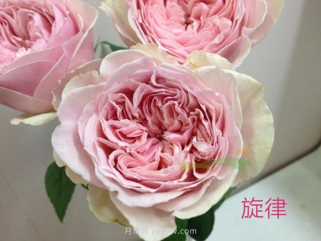 花型漂亮，8個(gè)友禪系列月季推薦(圖3)