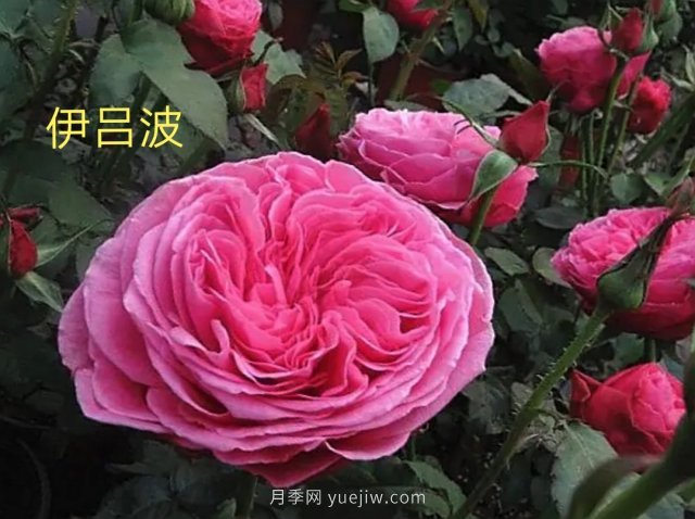花型漂亮，8個(gè)友禪系列月季推薦(圖2)