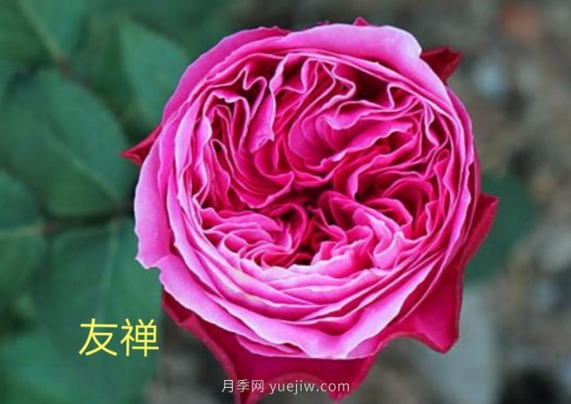 花型漂亮，8個(gè)友禪系列月季推薦(圖1)