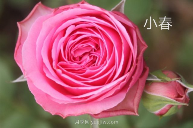 花型漂亮，8個(gè)友禪系列月季推薦(圖4)
