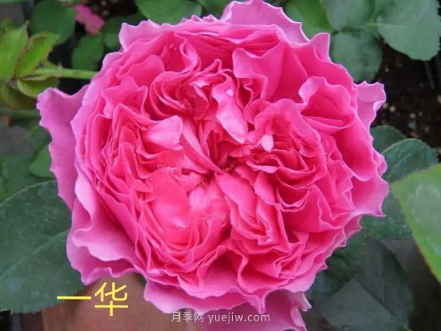 花型漂亮，8個(gè)友禪系列月季推薦(圖7)