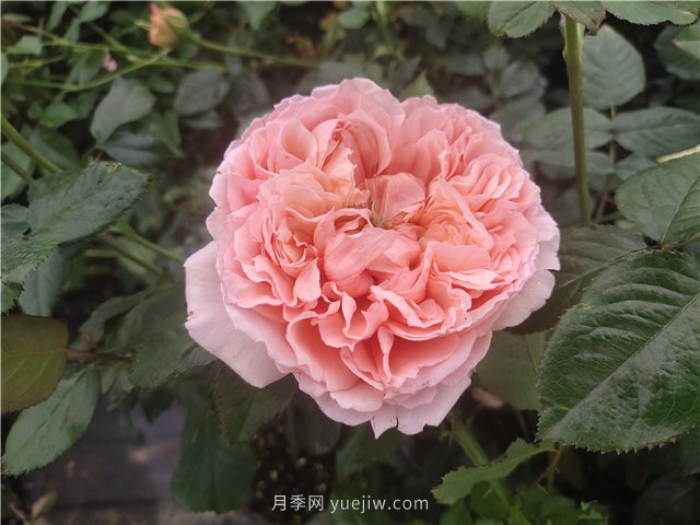 推薦3個月季品種優(yōu)缺點，不容錯過的珍品月季(圖2)