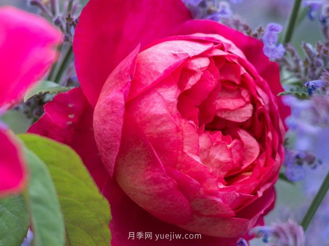 推薦3個月季品種優(yōu)缺點，不容錯過的珍品月季(圖1)