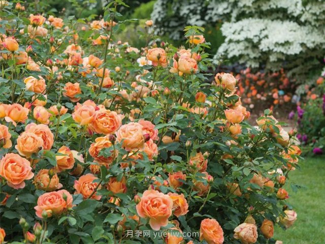 推薦3種爬藤月季，花園里輕松打造漂亮花墻(圖3)