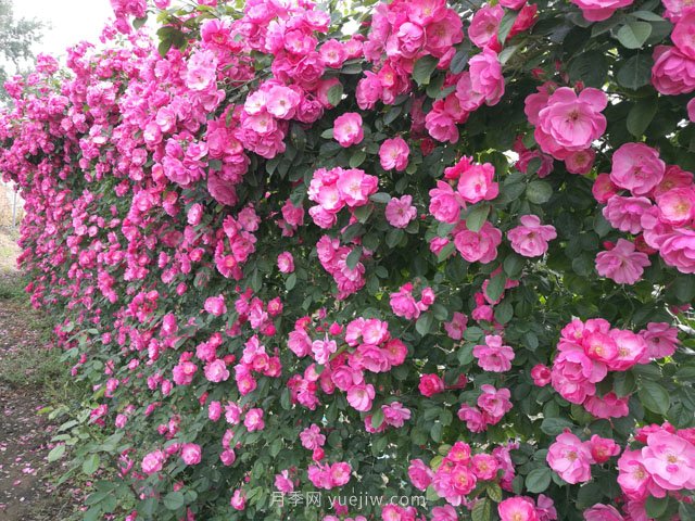 推薦3種爬藤月季，花園里輕松打造漂亮花墻(圖1)
