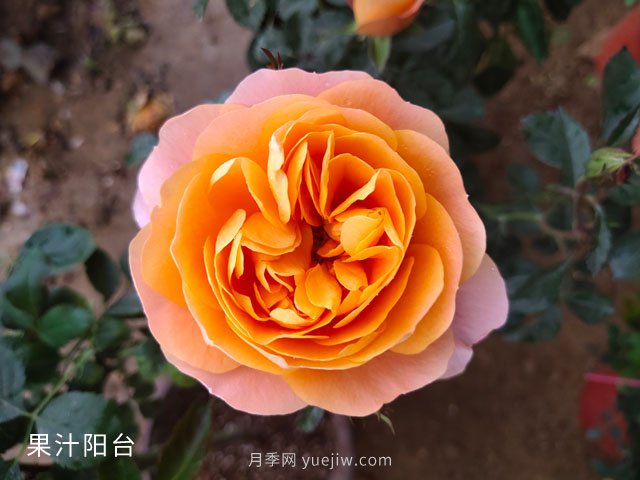推薦3個月季品種優(yōu)缺點，不容錯過的珍品月季(圖3)