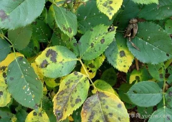月季黑斑病為什么總是反反復復，如何解決(圖1)