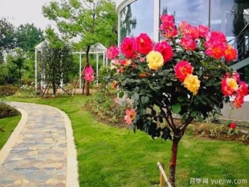 嫁接樹(shù)狀月季？4種常見(jiàn)的適合做月季樹(shù)的砧木